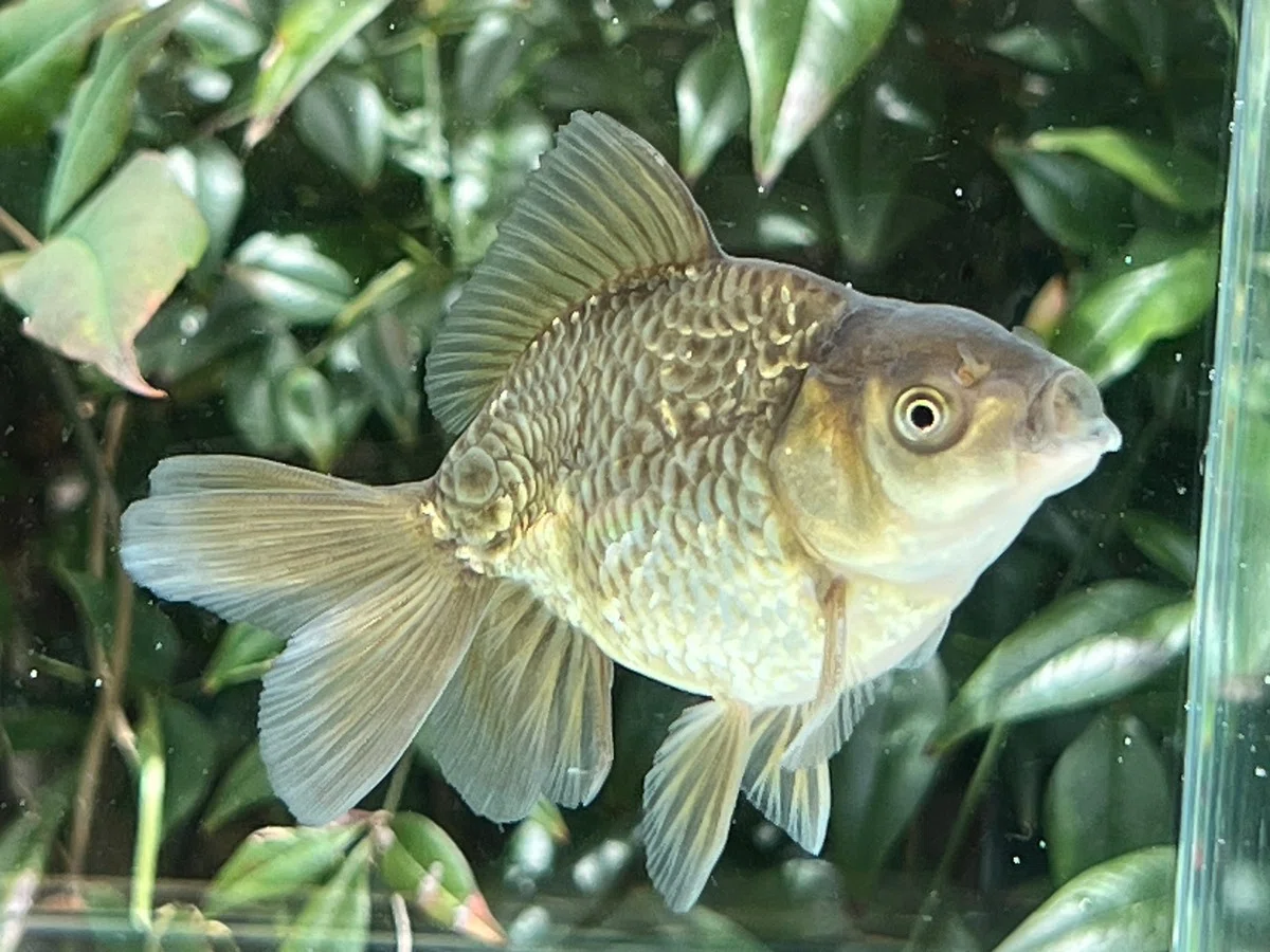 金魚　様 e9761ad30630fda340f4bf191b3409