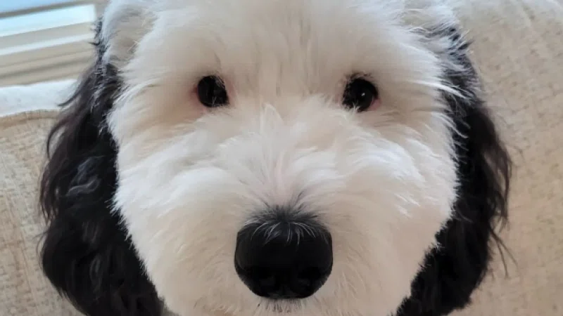 スヌーピーはビーグル犬って言われてるけど、ビーグル犬じゃないん