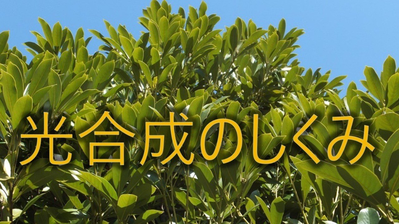 枯らさないため知っていたい光合成の話 ｓｅｔｏ研究所 石川 Note