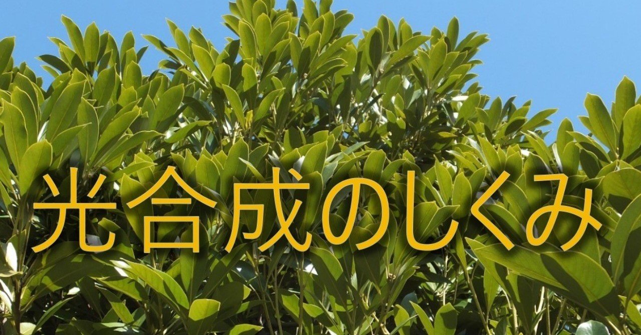 枯らさないため知っていたい光合成の話 seto研究所 石川 Note 枯らさないため知っていたい光合成の話 seto研究所 石川 Note