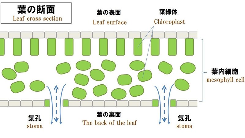 枯らさないため知っていたい光合成の話 ｓｅｔｏ研究所 石川 Note