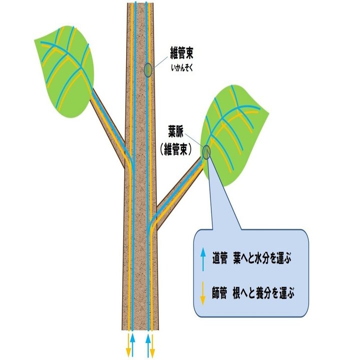 枯らさないため知っていたい光合成の話 ｓｅｔｏ研究所 石川 Note
