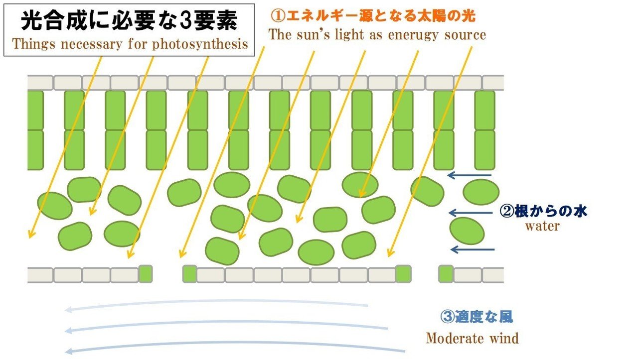 枯らさないため知っていたい光合成の話 ｓｅｔｏ研究所 石川 Note