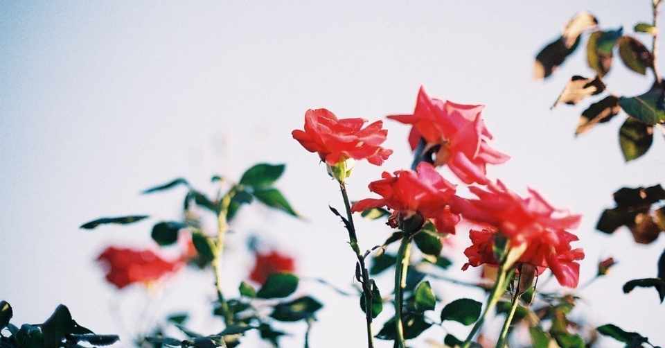 くるり の名曲 ばらの花 に学ぶ不安を安心へつなげる方法 アイアイ くるり の名曲 ばらの花 に学ぶ不安を安心へつなげる方法 アイアイ