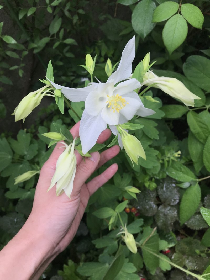 オダマキ Aquilegia 色々 Kaorifleur Note オダマキ Aquilegia 色々 Kaorifleur Note