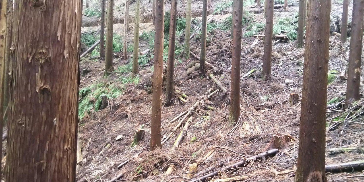 木はいかにして水を吸い上げるのか 津和野ヤモリーズ Note 木はいかにして水を吸い上げるのか 津和野ヤモリーズ Note