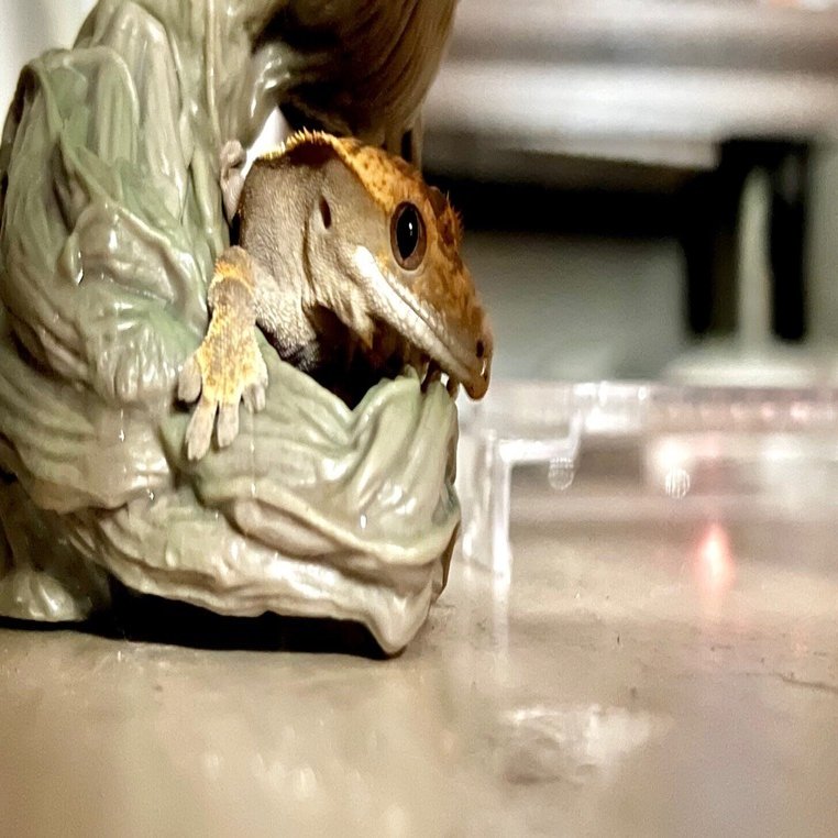 クレステッドゲッコーのケージレイアウト制作1｜kzabi