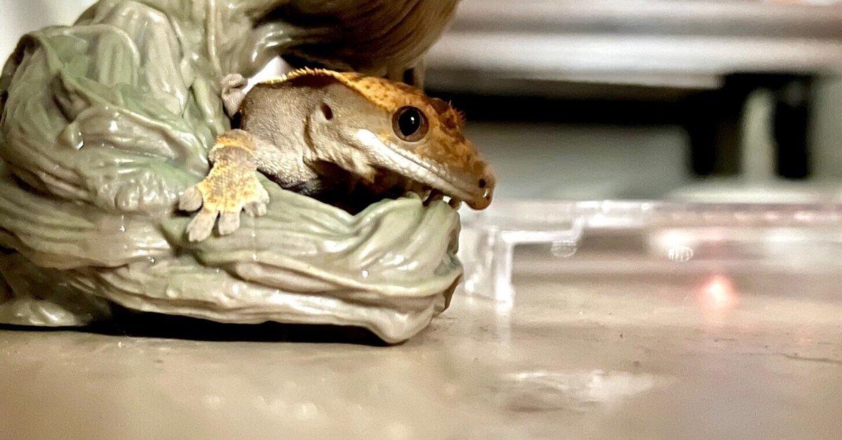 【クレステッドゲッコー】自作　額縁入り　B5 クレステッドゲッコー】自作 額縁入り B5 クレステッドゲッコー