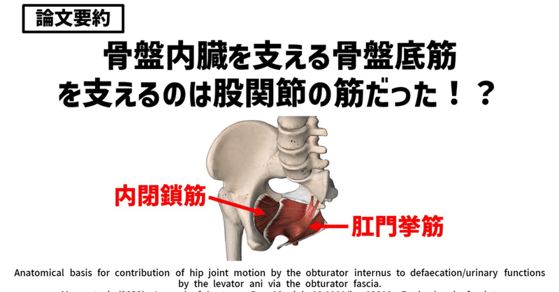 【論文紹介】骨盤内臓を支える骨盤底筋、を支えるのは股関節の筋だった！？