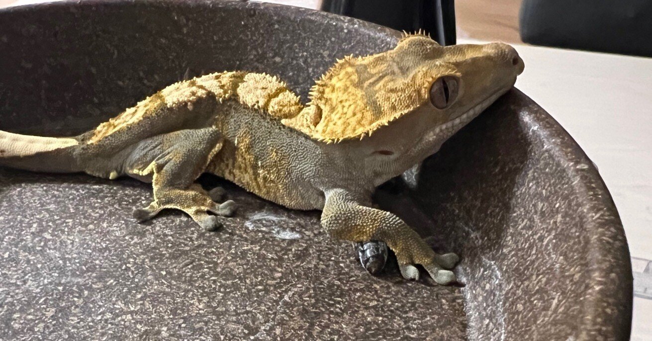 617c3cbc3b8ded7efafb93d52b6636