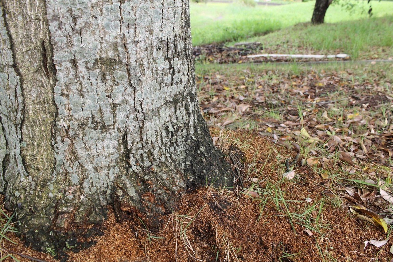 木はいかにして水を吸い上げるのか 津和野ヤモリーズ Note 木はいかにして水を吸い上げるのか 津和野ヤモリーズ Note