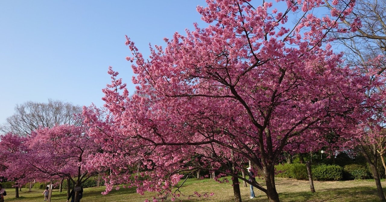 花博記念公園鶴見緑地2023年3月11日【早咲き桜】｜レタス