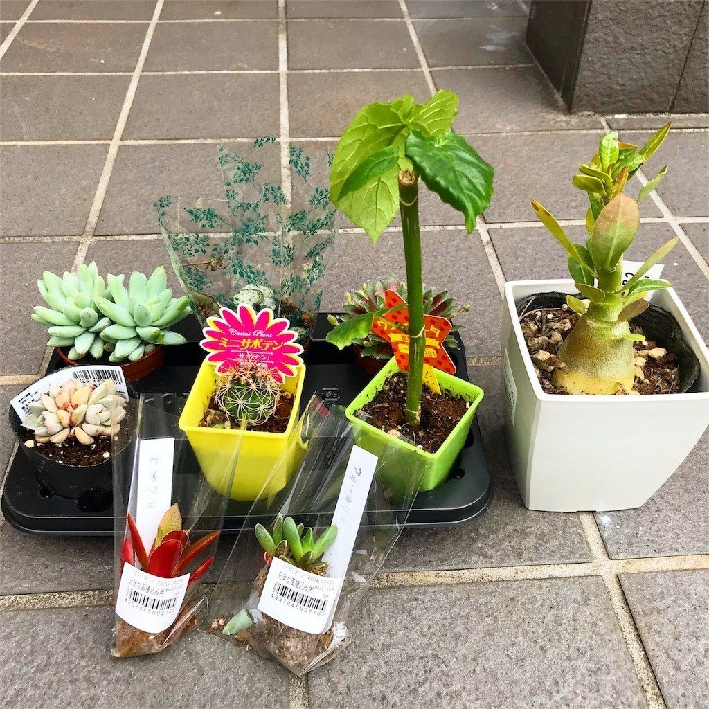 サボテンの植え替え ナナメ Note サボテンの植え替え ナナメ Note