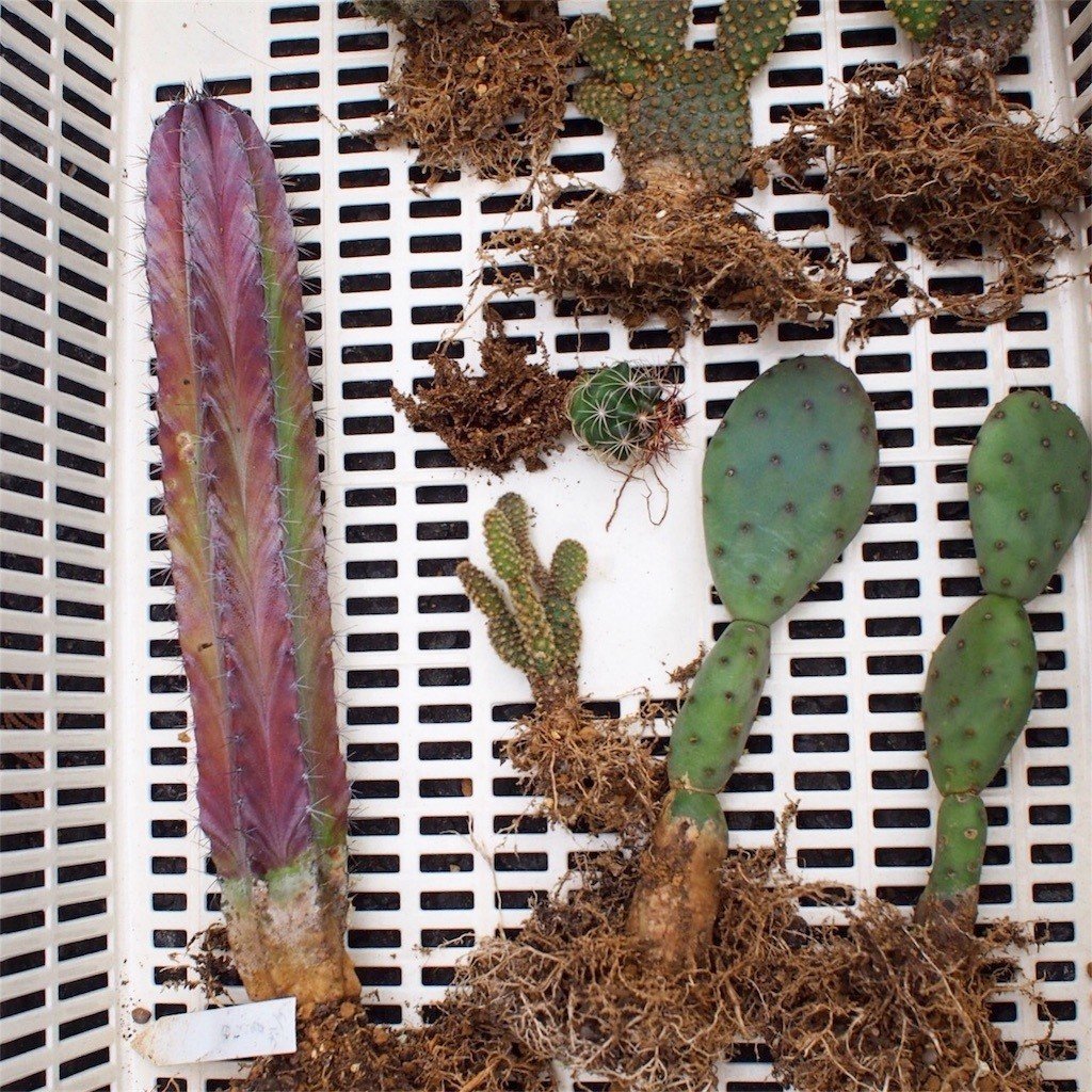 サボテンの植え替え ナナメ Note サボテンの植え替え ナナメ Note