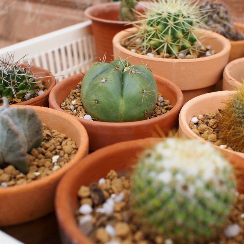 サボテンの植え替え ナナメ Note