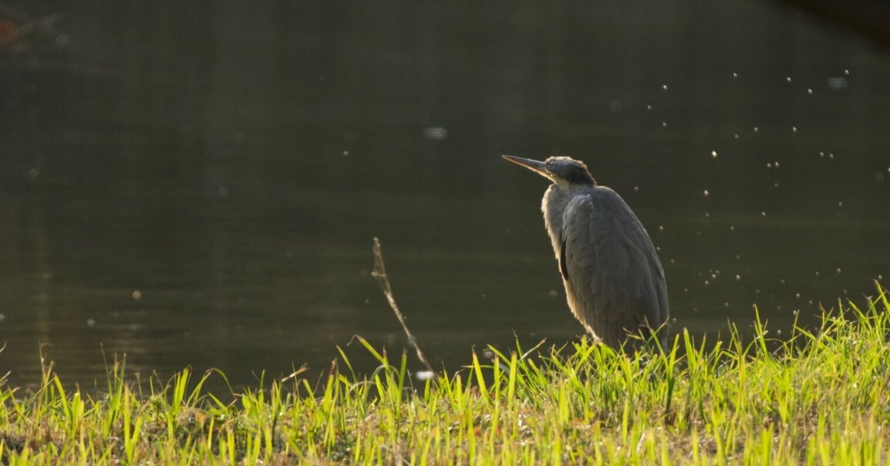 eBirdをはじめよう!|roco* |note