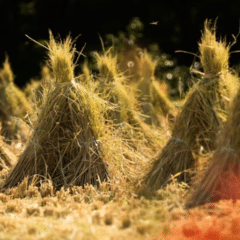 中村天風と私 ⑧｜樋熊克彦