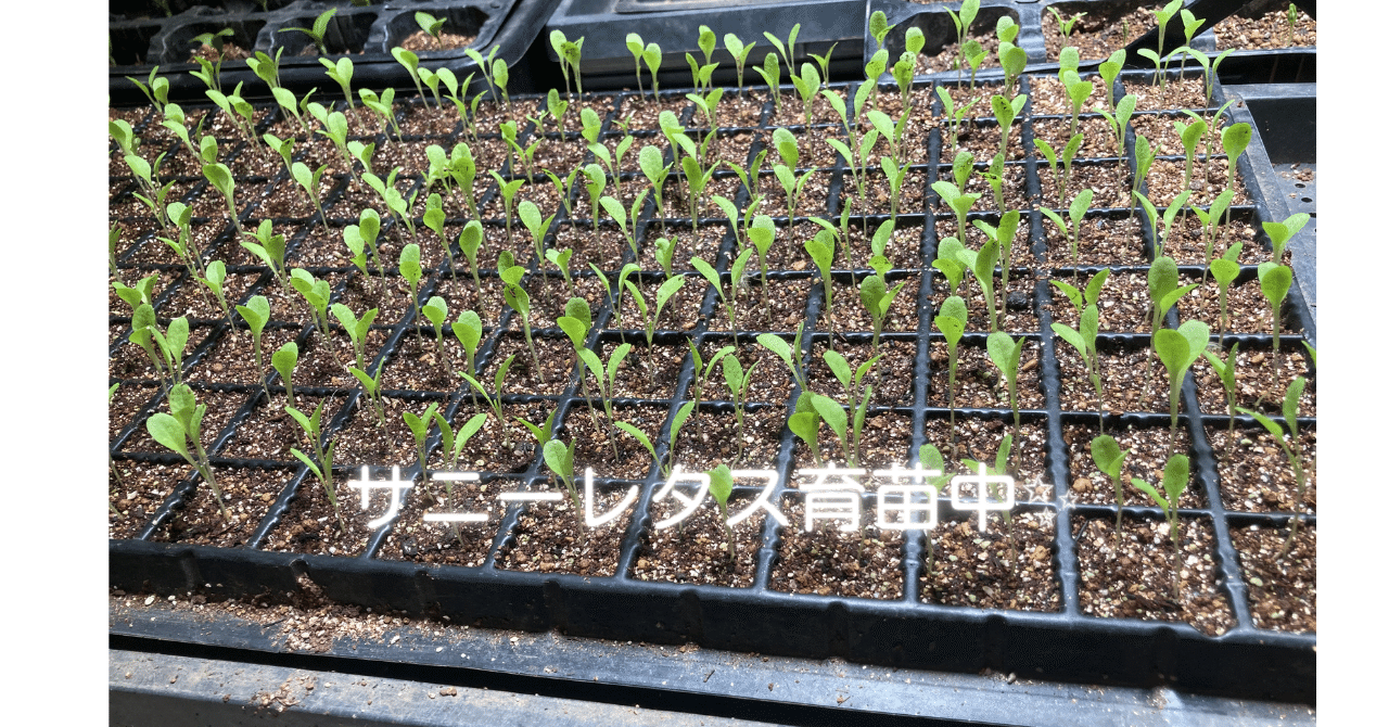 徒長させない育苗…｜ハーブのドクターボー 軽井沢ほっち園・安中さ