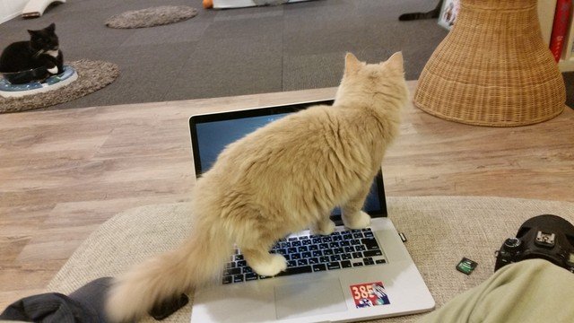 猫カフェでMacbookを開くとこうなる…