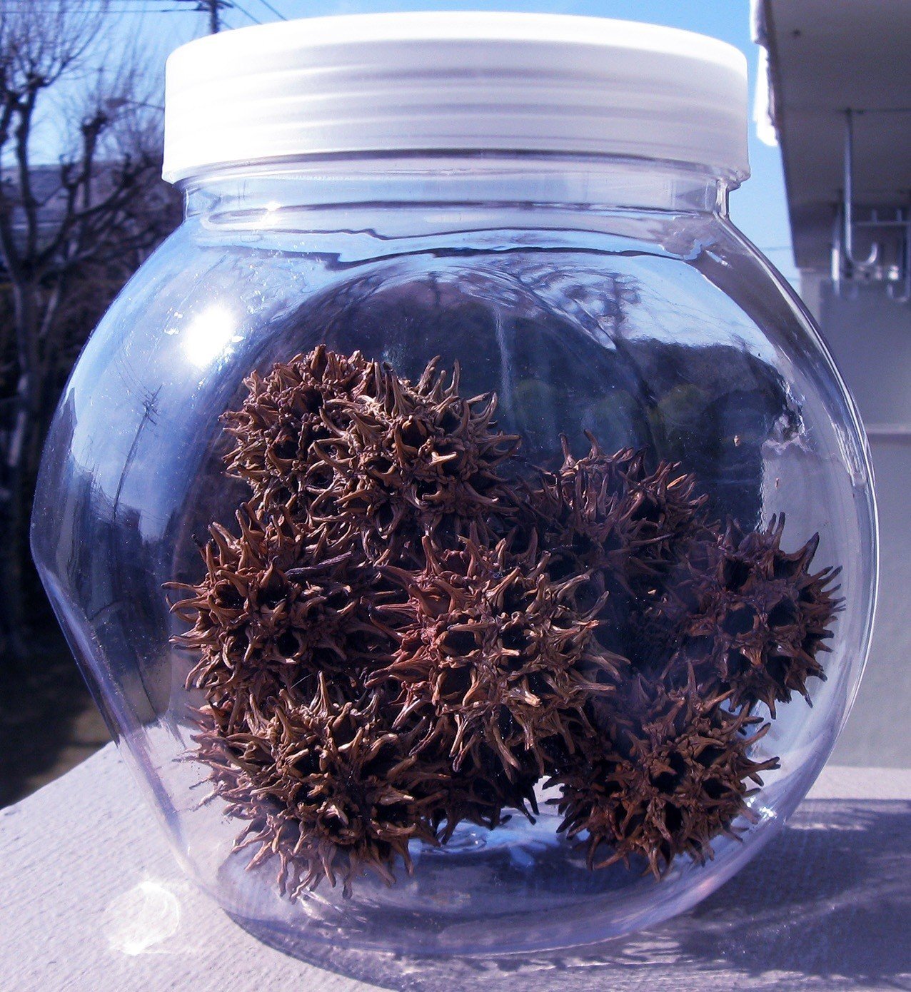 これは何だ 寄生獣の卵か 海丸ミチ Note これは何だ 寄生獣の卵か 海丸ミチ Note