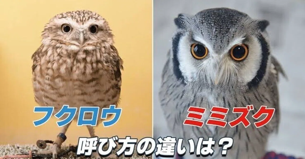 イケメン梟 流木にとまってるようなフクロウ木菟ミミズク 【公式通販】