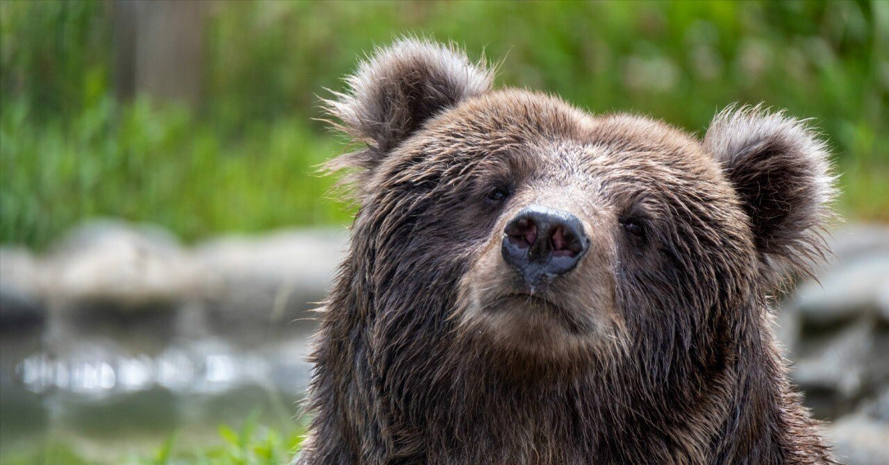 ❌熊好き*.(๓´͈ ˘ `͈๓).*新品　100匹の熊さん Goldilocks and The Three Bears - YouTube