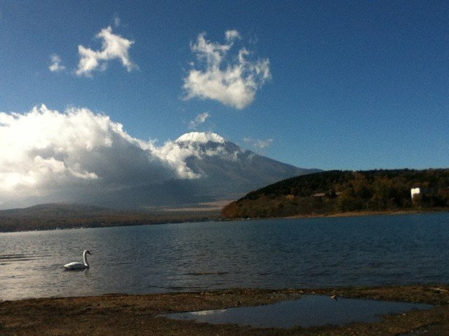 山中湖絶景☆富士山と湖と白鳥