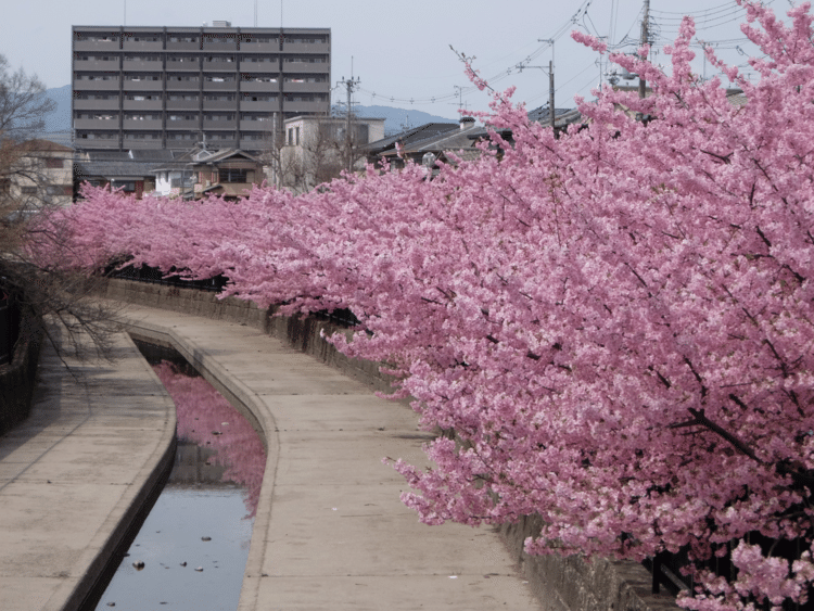 関西では少ない(気がする)河津桜スポット淀水路。すっかり有名になったのかかなりの人出でした。淀といえば京都競馬場だが競馬場とは逆方向で周囲は完全住宅街です