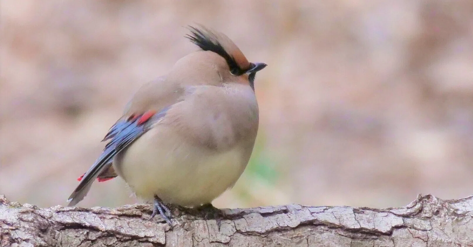 野鳥が好きです!㊵「ヒレンジャク登場!!」｜take ?全ての人が自由に 