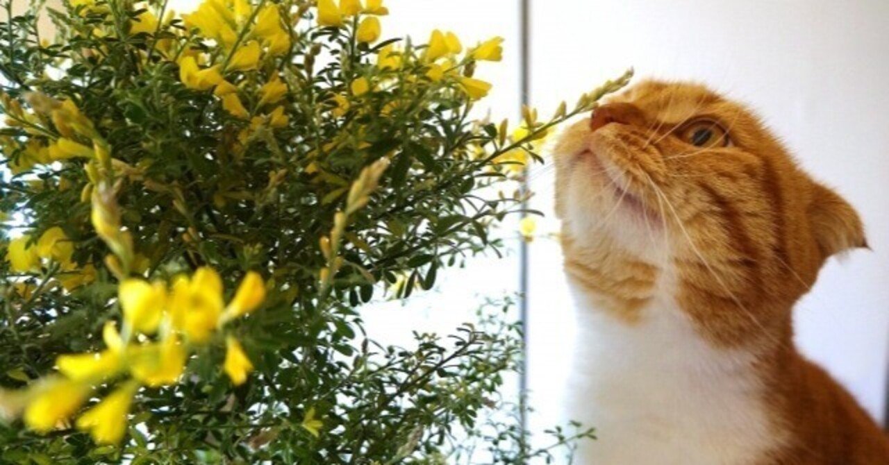 猫中毒 新品 未開封 テゴマス／猫中毒（初回盤B） CD+DVD - メルカリ