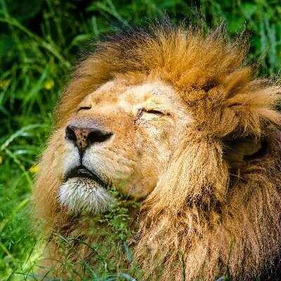 もふもふライオン