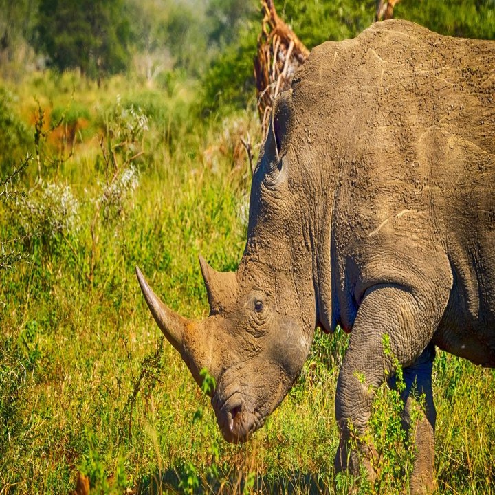 南アフリカでマイカーを持って分かったこと Shin Southafrica Note