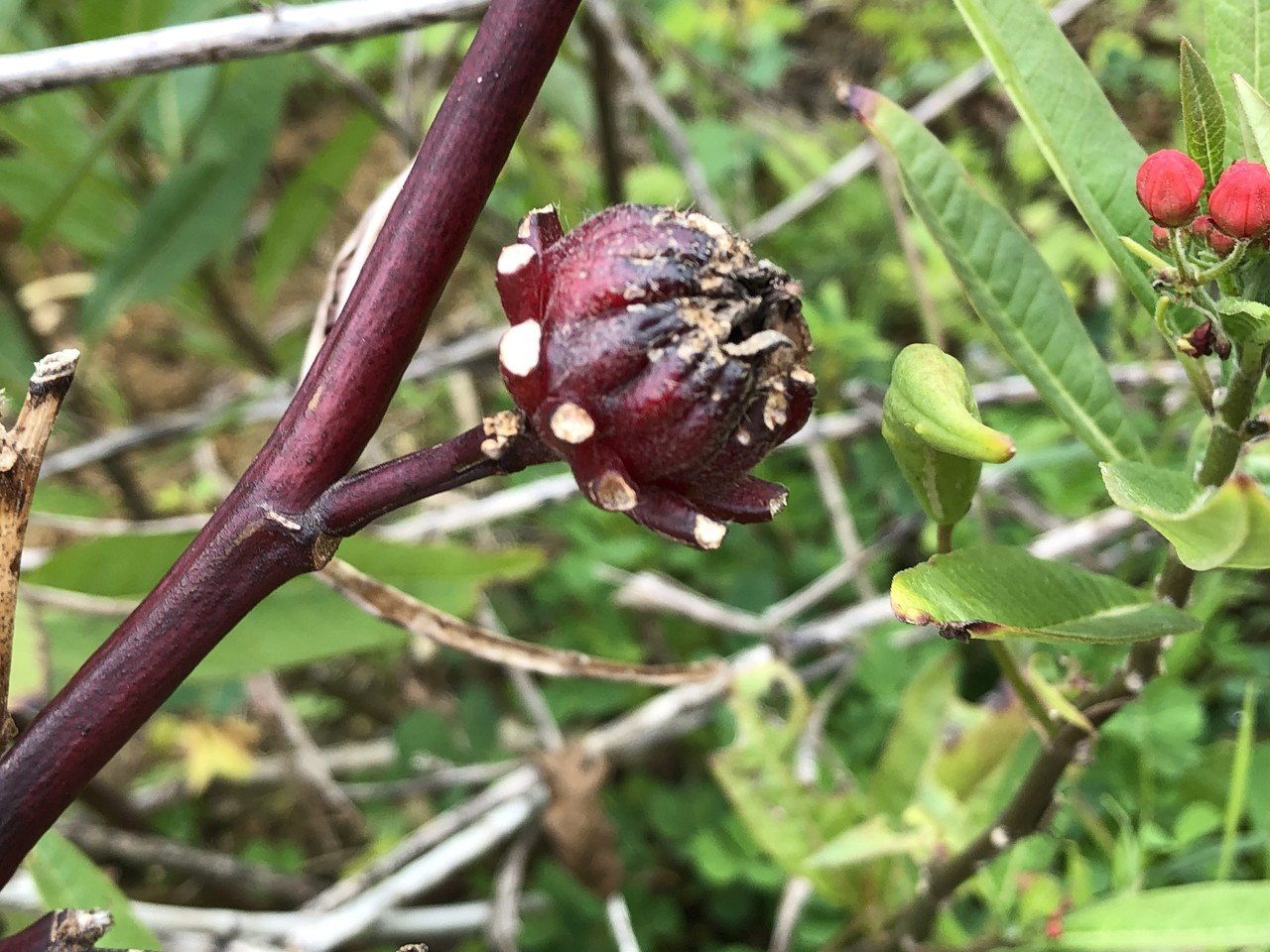 中城公園 春の観察会 食べられる野草の試食会 はななは Note