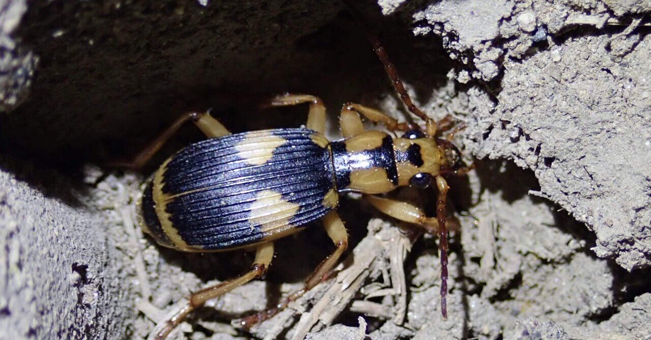 デカい！異様な大きさのパイザラゴミムシ コガシラアオゴミムシやニセコガシラアオゴミムシなどAchlaenius亜属4