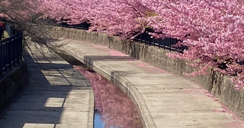 京都の河津桜　456