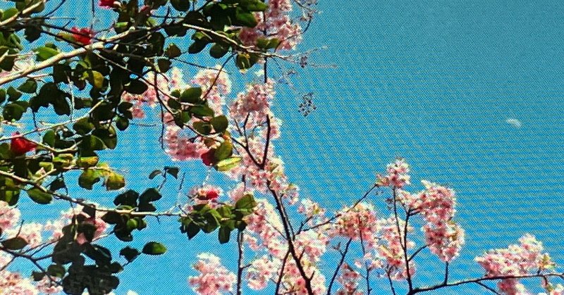20232〜3月河津桜景色の移ろい