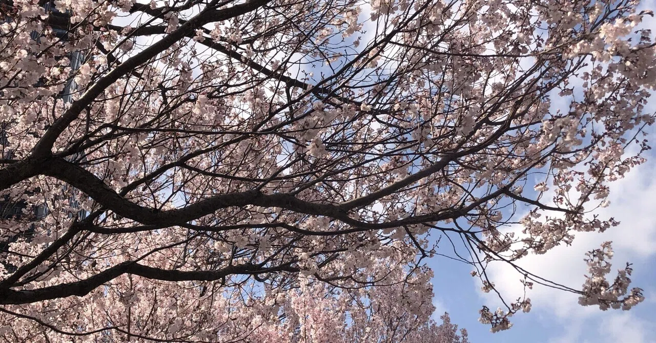 春・はる🌸|あしびな@shine🌈