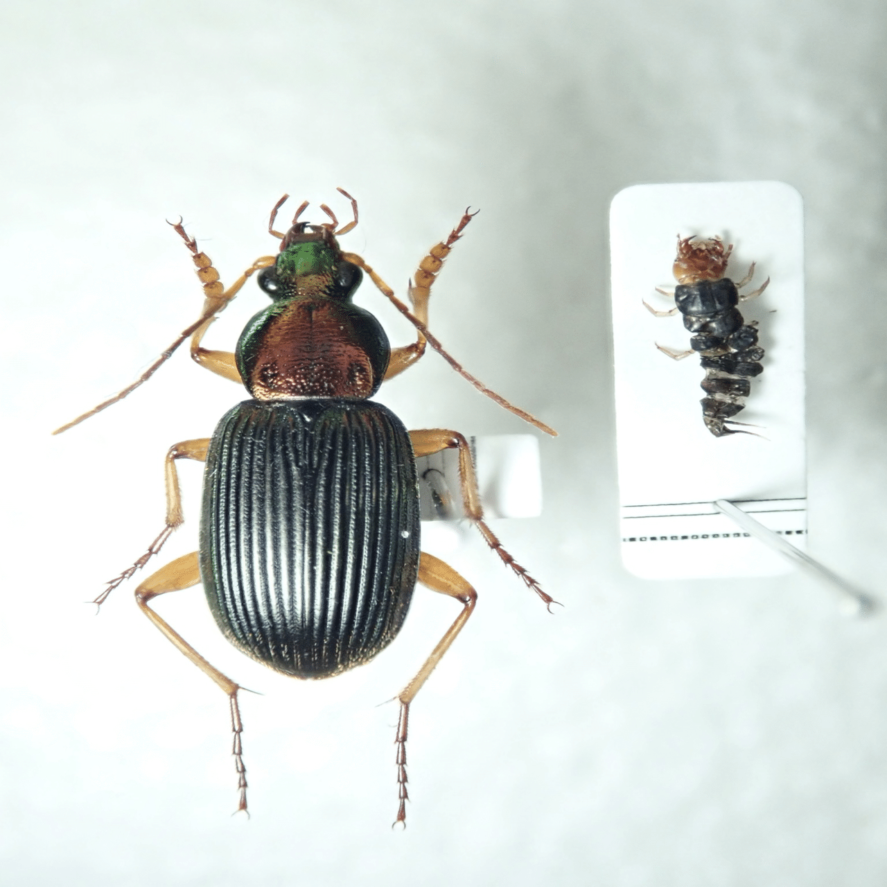 ゴミムシ繁殖はRPGに似ているかもしれない｜トモロウ