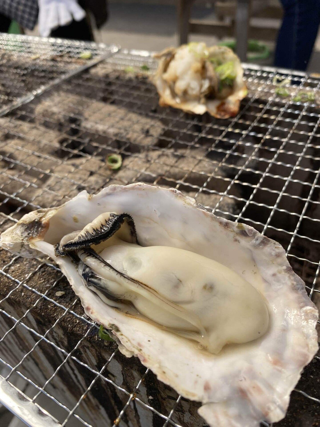 どの鳥が一番しゃべりますか?