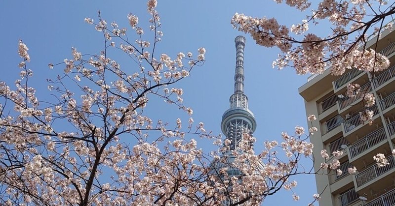 【東京散歩】満開直前！東京の桜の名所15ヶ所をめぐる旅