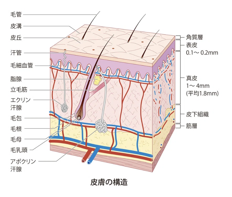 皮膚の断面図。表皮・真皮・皮下組織の階層と、毛包や汗腺などの付属器を示す