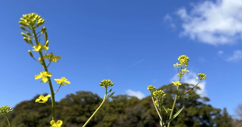 地元の桜の話をオンライン英会話で。