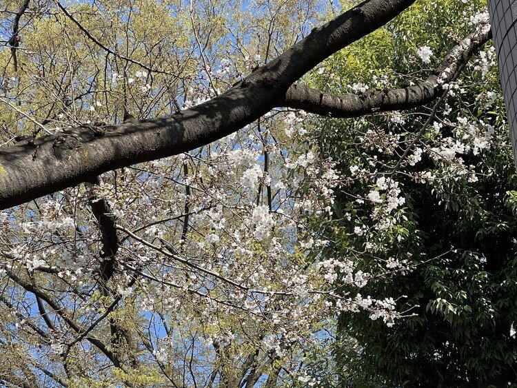 東京地方では、千代田区の靖国神社にある標本木が、桜の開花の基準となる5輪から6輪以上の開花が確認されたため、14日午後「開花宣言」が出された。我が家の通りのソメイヨシノも昨日はまだ蕾だったが、あっという間に開花していた。