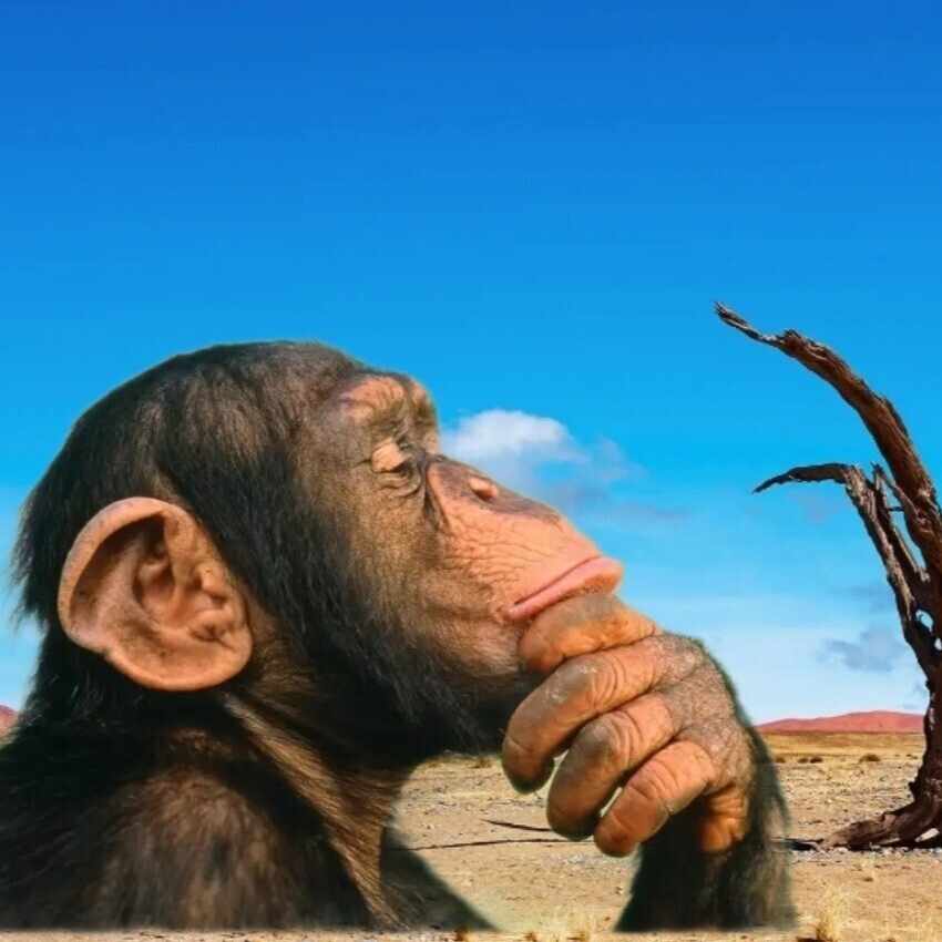 わいはネコである