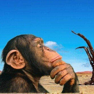 わいはネコである