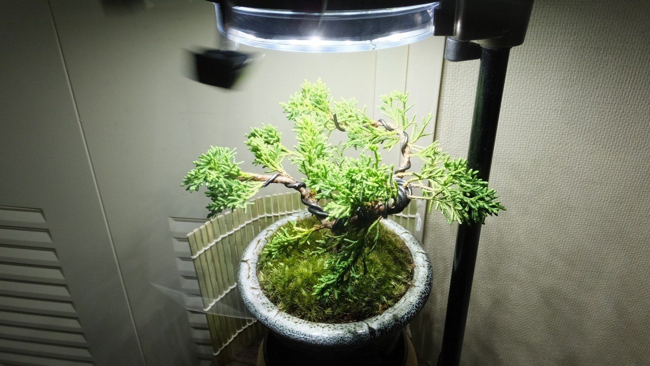 盆栽の苔を枯らさない新しい施肥方法 ｓｅｔｏ研究所 石川 Note