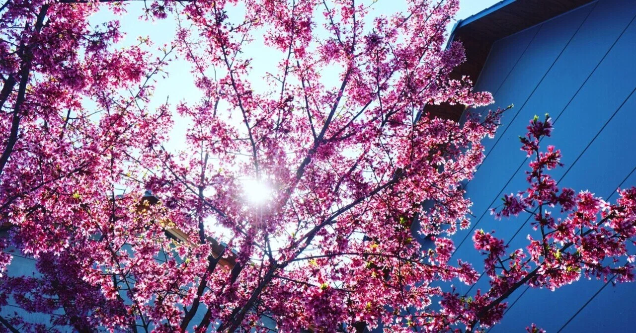 The Final Promise｜Yuta Watanabe | 渡辺裕太