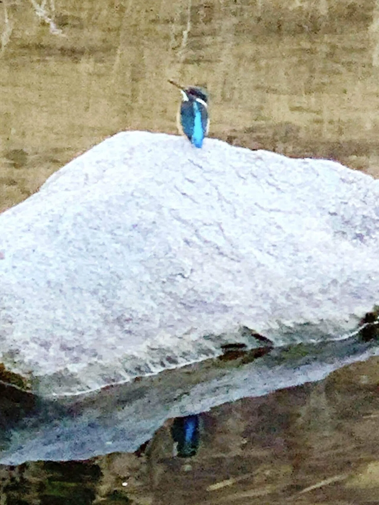 幸せの青い鳥”に出会いましたっ(o^^o) でも…青い鳥ってどんな話で