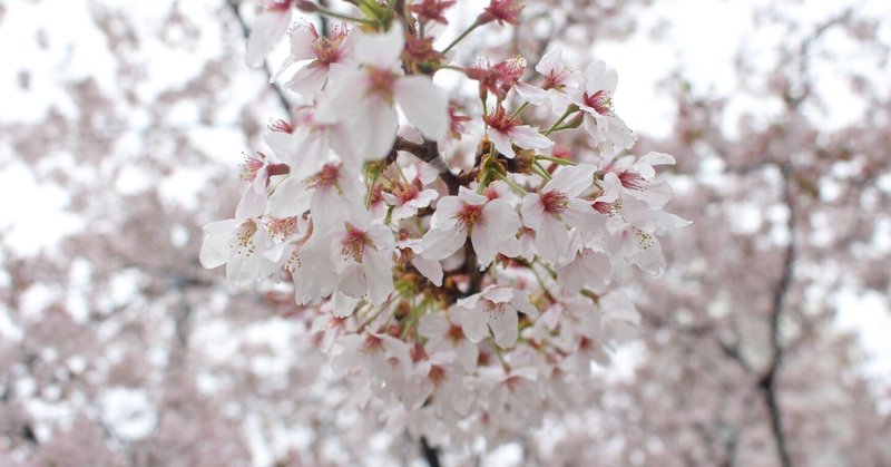 【東京のお花見スポット付き】なぜ、桜が日本で親しまれているか？AIに質問してみた