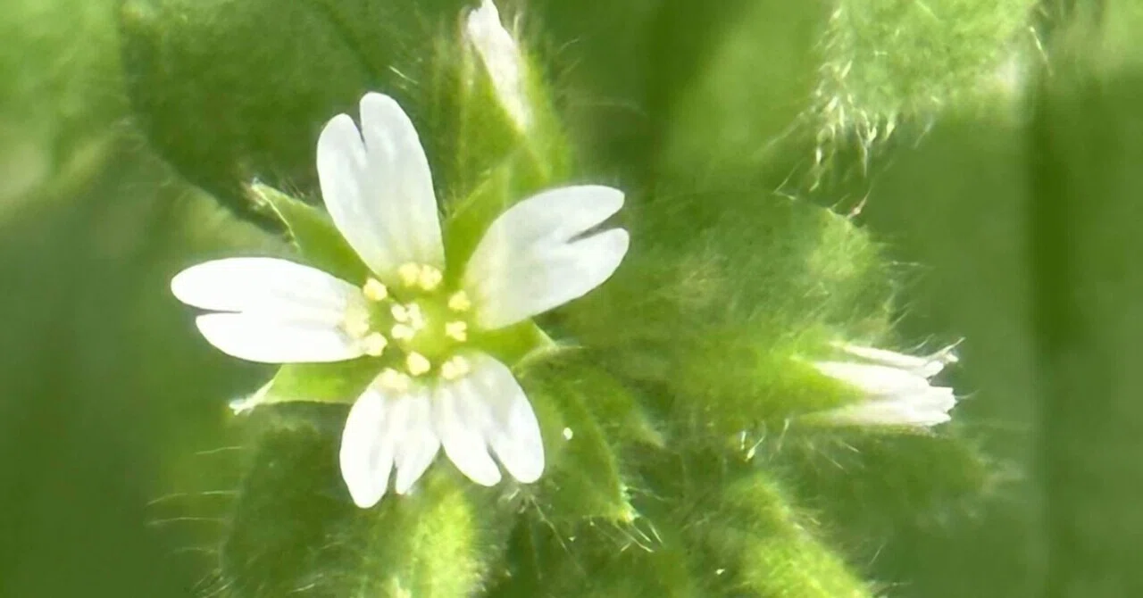 MOUSE-EAR CHICKWEED｜EGGSEED